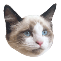 Gif of Emily's ragdoll cat, miso, blinking and sticking out his tongue