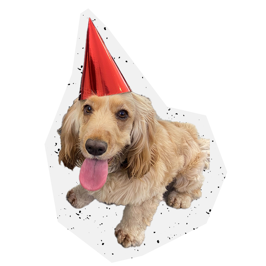 Dog with party hat