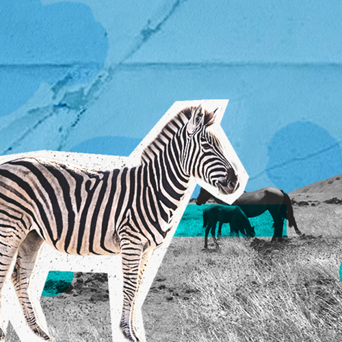 zebra on a blue background