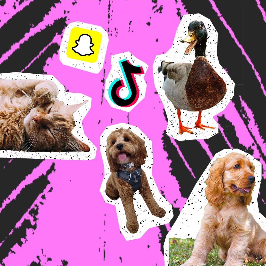 animals