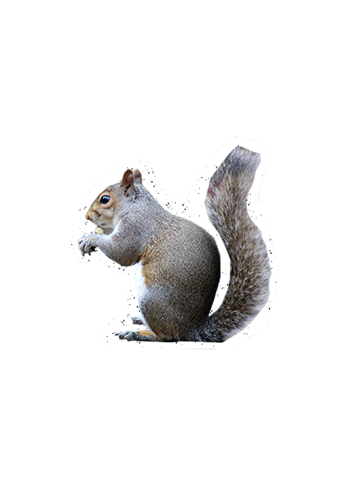 squirrel